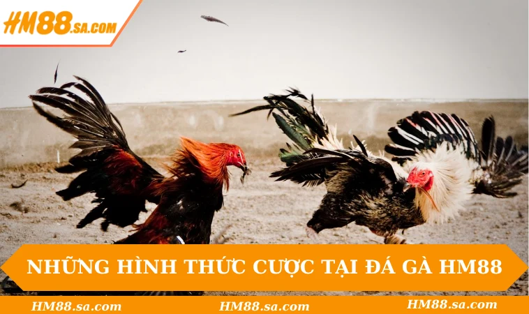 Đá gà HM88 1 Những hình thức cược tại đá gà HM88